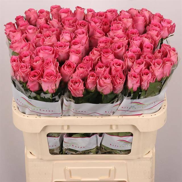 <h4>R GR WATERGAME</h4>