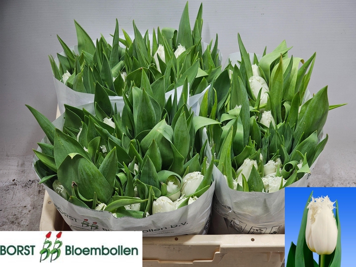 <h4>TU FR NORTH POLE</h4>