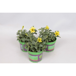Petunia Banana Candy