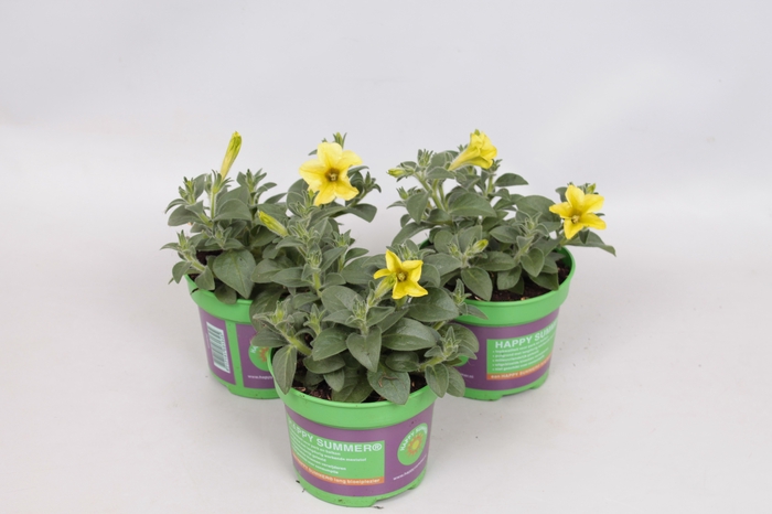 <h4>Petunia Banana Candy</h4>