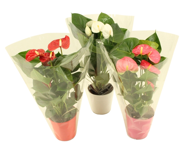 <h4>Anthurium Flamingomix 12cm blanco hoes</h4>