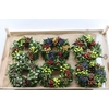 Ornamental fruit 'Diplocyclus'