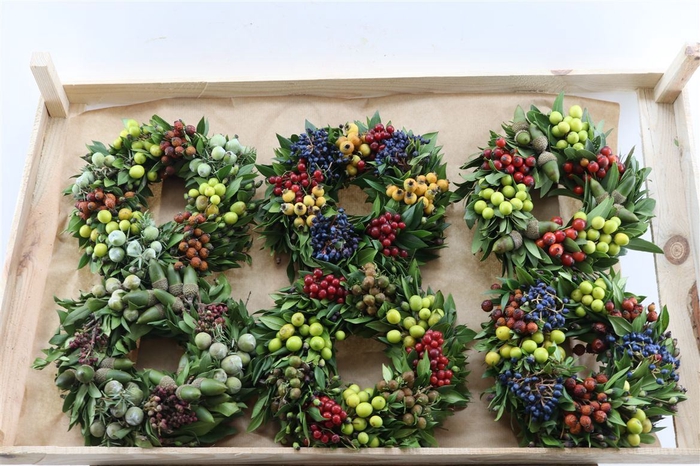 Ornamental fruit 'Diplocyclus'