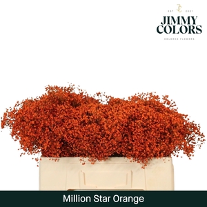 Gyps Million Star l50 Orange