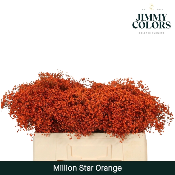 <h4>Gyps Million Star l50 Orange</h4>
