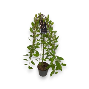 Salix caprea Kilmarnock