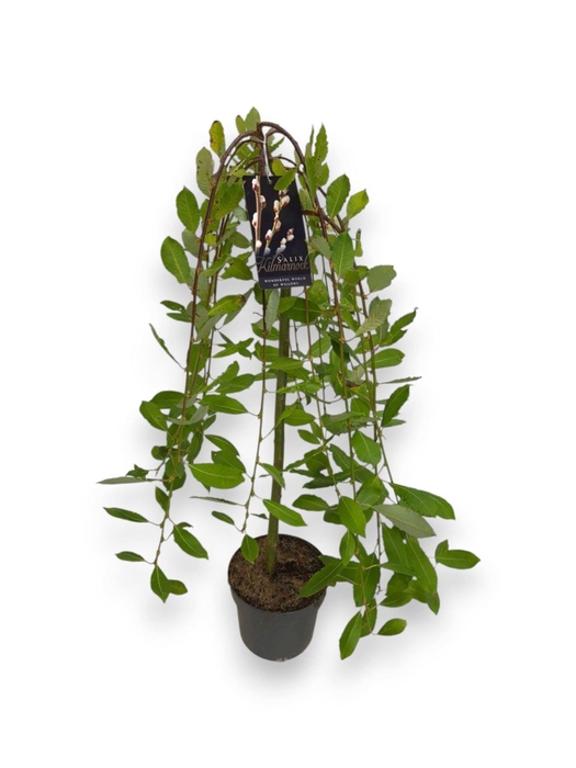 <h4>Salix caprea Kilmarnock</h4>