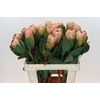 Protea Grandicolor