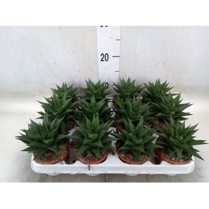 Haworthia limifolia