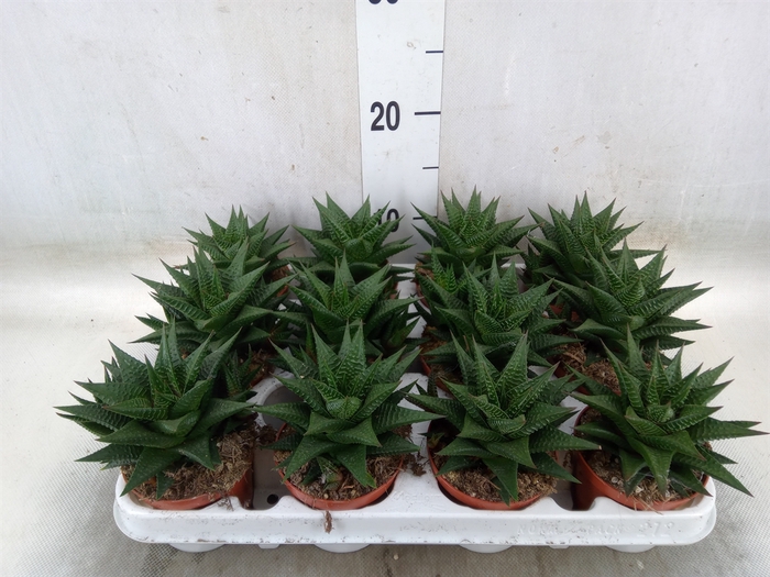 <h4>Haworthia limifolia</h4>