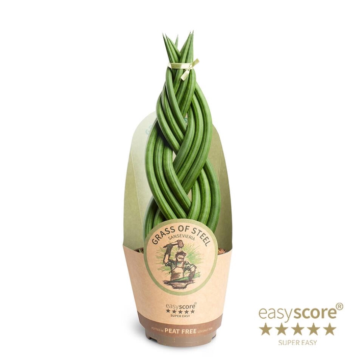 <h4>SANSEVIERIA CYLINDRICA</h4>