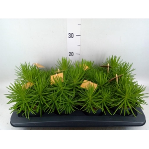 Senecio archeri 'Himalaya'