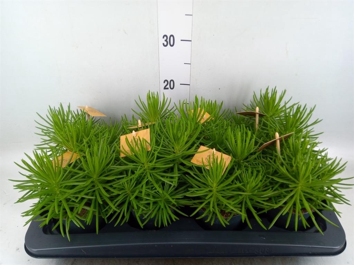 <h4>Senecio archeri 'Himalaya'</h4>