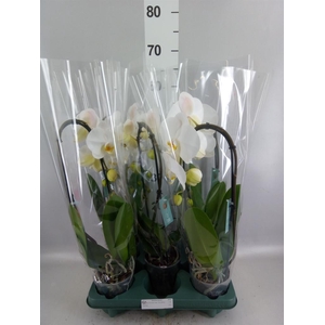 Phalaenopsis  'Ant Tokyo'