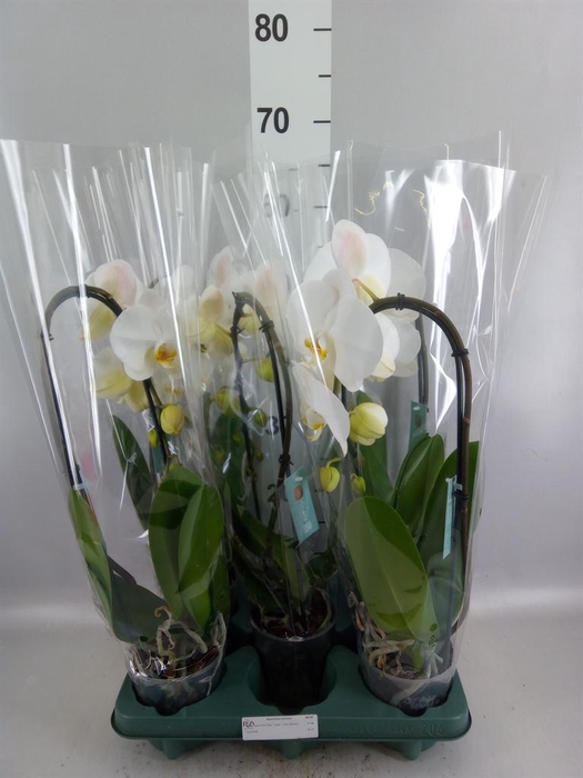 Phalaenopsis  'Ant Tokyo'