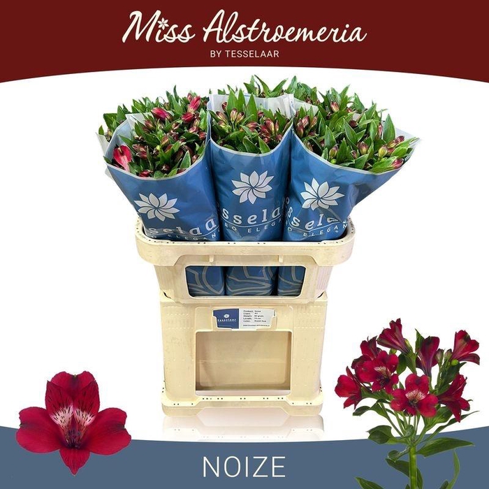 <h4>ALSTR NOIZE</h4>