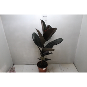 FICUS ELASTICA BURGUNDY P17