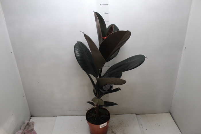 <h4>FICUS ELASTICA BURGUNDY P17</h4>