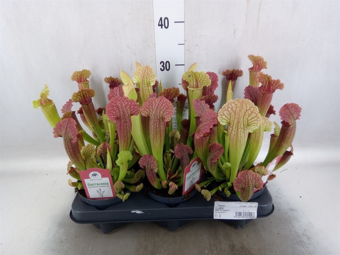 Sarracenia   ...