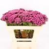 Albiflora Hot Pink