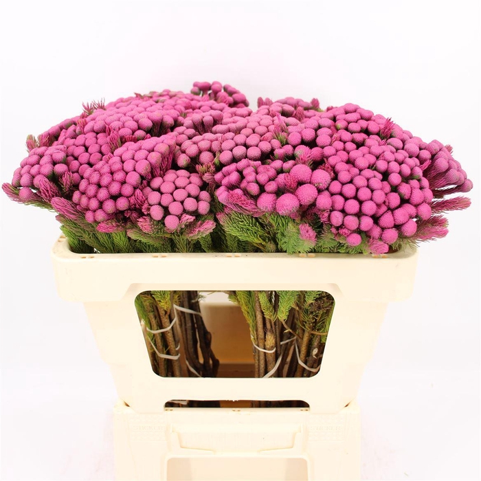 <h4>Albiflora Hot Pink</h4>