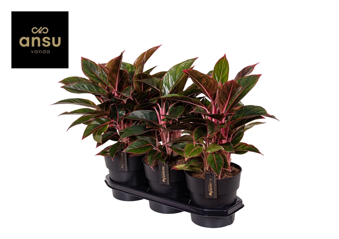 Aglaonema Jungle Red