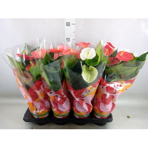 Anthurium   ...mix 4