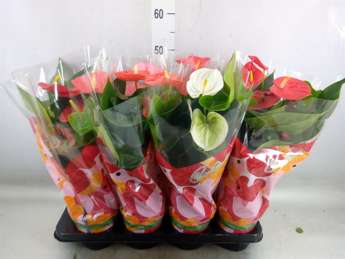 <h4>Anthurium   ...mix 4</h4>