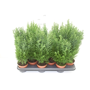 Chamaecyparis La Ellwoodii