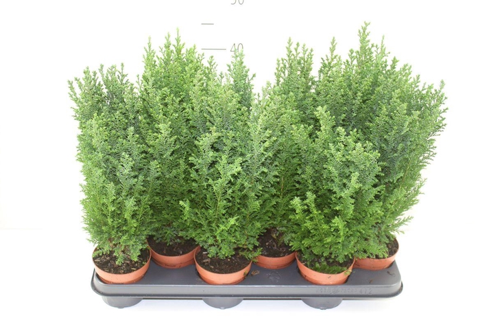 <h4>Chamaecyparis La Ellwoodii</h4>