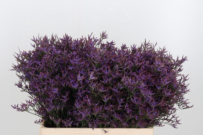 <h4>Lim Safora Dark Blue</h4>