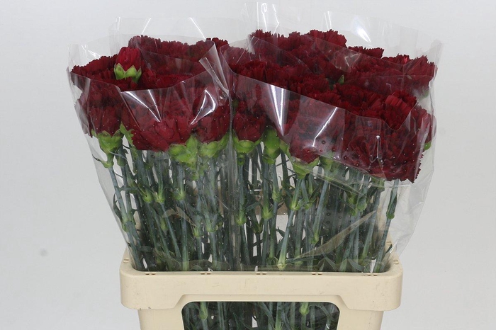 <h4>Dianthus St Berg</h4>