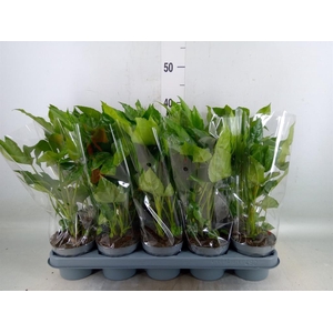 Fatsia japonica   ...