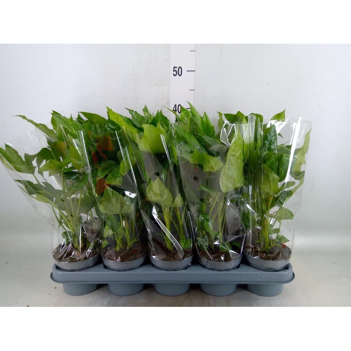 <h4>Fatsia japonica   ...</h4>