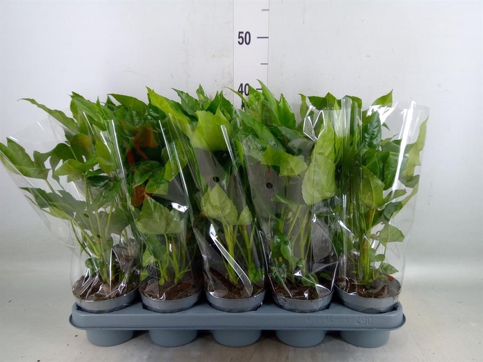 <h4>Fatsia japonica   ...</h4>