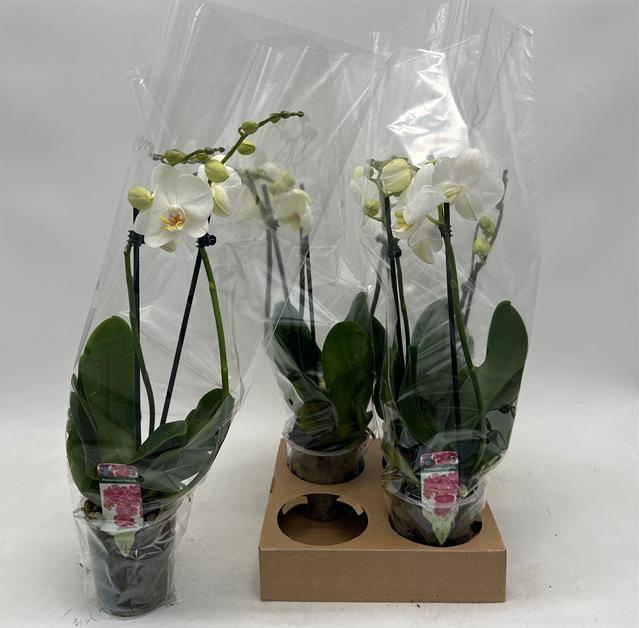 <h4>PHAL OV WIT</h4>