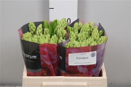 <h4>Hyac Fondant</h4>