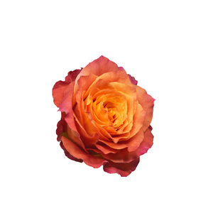 R Gr Free Spirit Orange 50cm EC