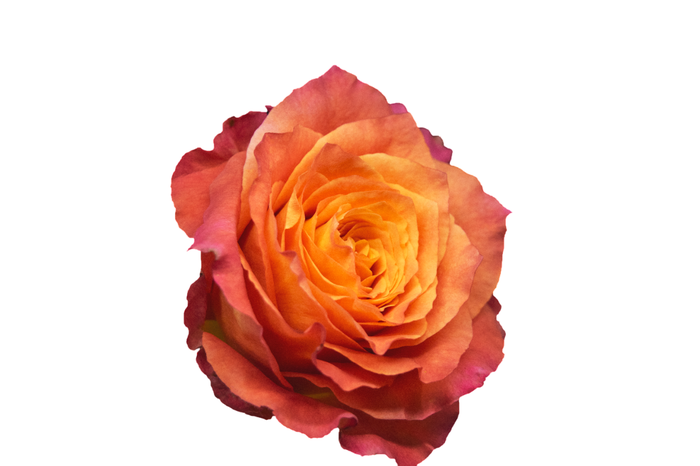 <h4>R Gr Free Spirit Orange 50cm EC</h4>