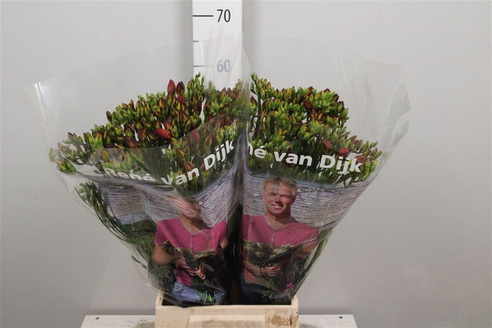 <h4>Fr Du Fuego</h4>