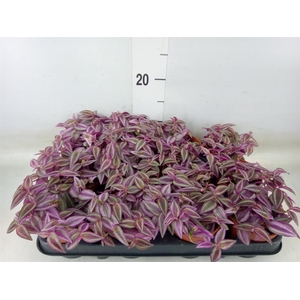 Tradescantia zebr. 'Pink Paradise'