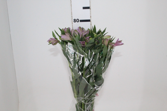 <h4>ALSTROEMERIA PLATINA 080 CM</h4>