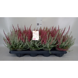 Calluna vulg. 'Garden G Fluffy'