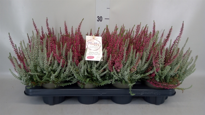 <h4>Calluna vulg. 'Garden G Fluffy'</h4>