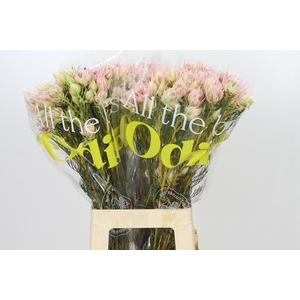 SERR BRIDAL PINK