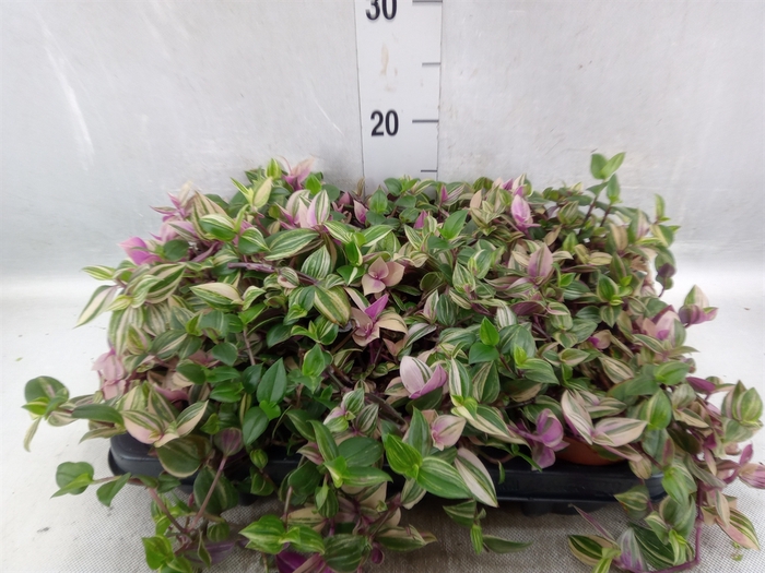 <h4>Tradescantia zabrina 'Violet Hill'</h4>