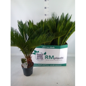 Cycas revoluta