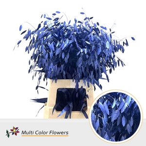 Chasmanthium Metallic Blauw Donker