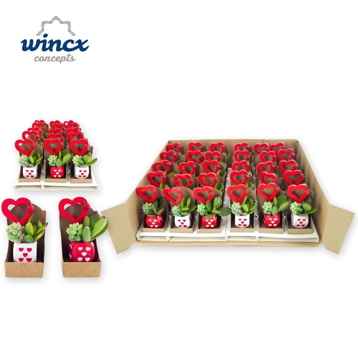 <h4>Arrangementen succulenten 6%</h4>