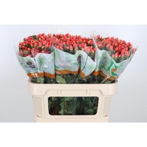 Hyp Mag Roy Princess